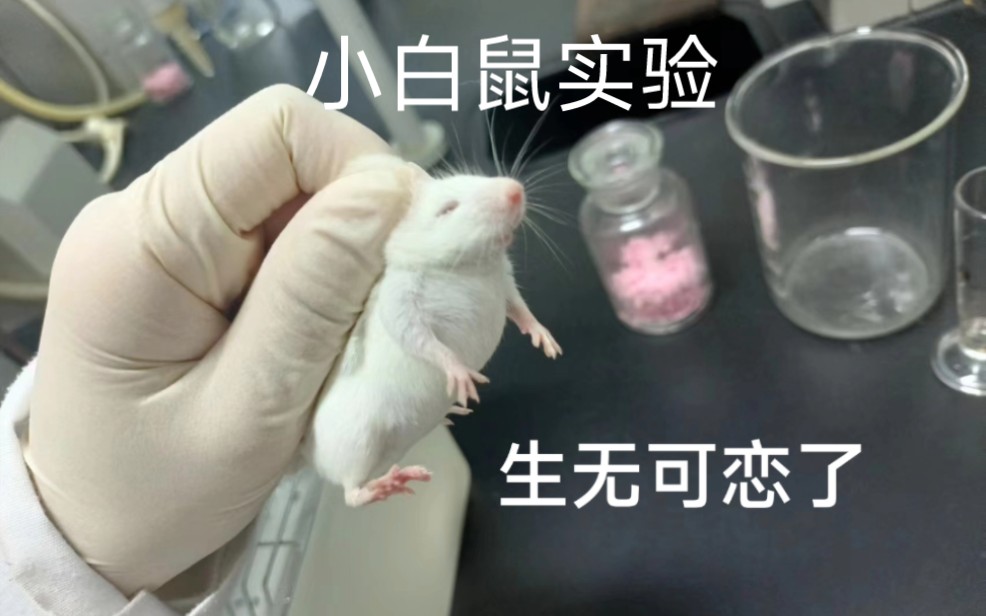 小白鼠实验
