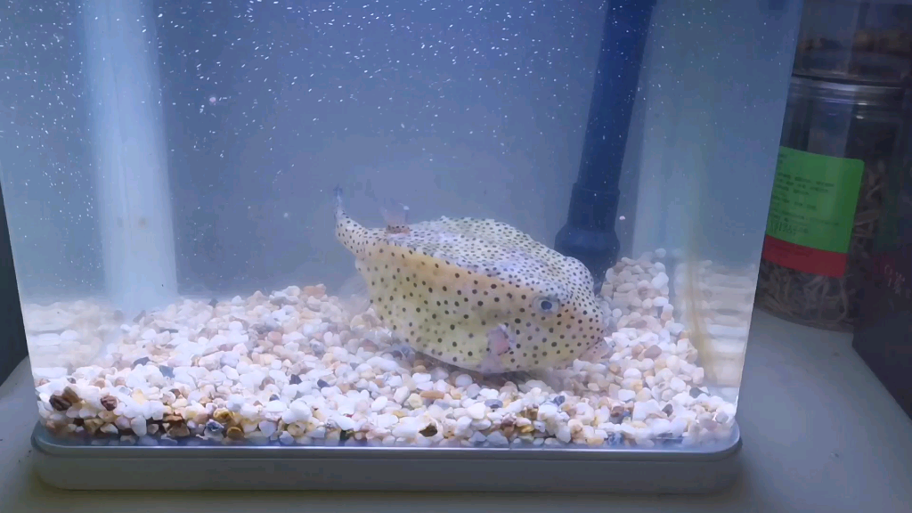 海水木瓜鱼入检疫缸_哔哩哔哩_bilibili