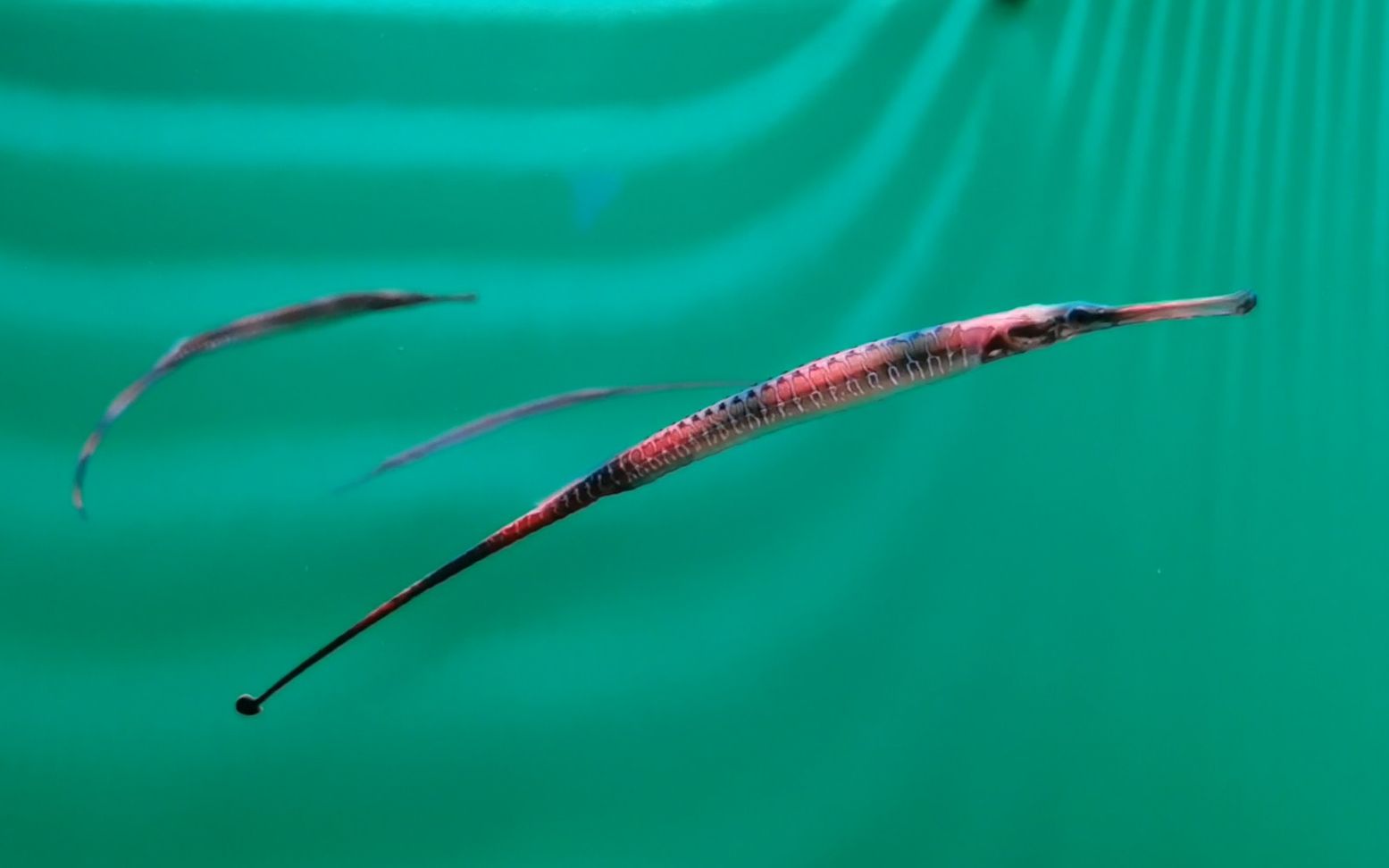 淡水精灵水族馆的淡水海龙