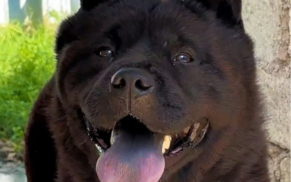 五黑犬长大合集