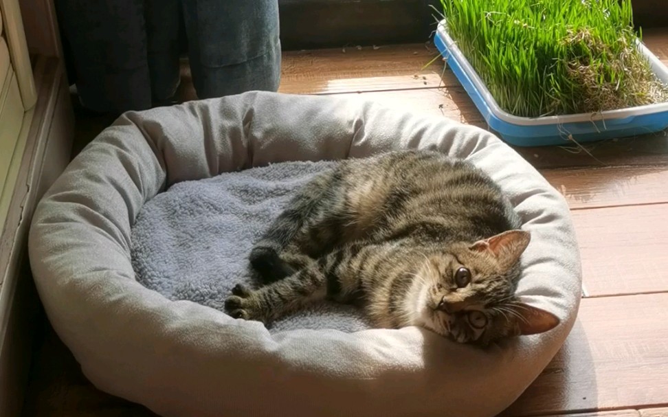 【狸花猫】只有白天才在猫窝里睡觉,晒着太阳舒服的不得了