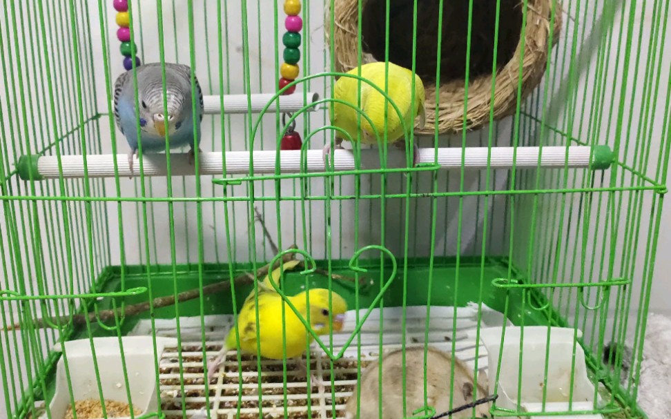 鹦鹉和仓鼠放一起养会怎样