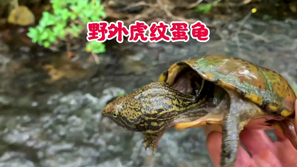 野外虎纹蛋龟生活环境
