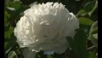 木薯种植技术木薯种植收益木薯高产栽培视频 哔哩哔哩 Bilibili