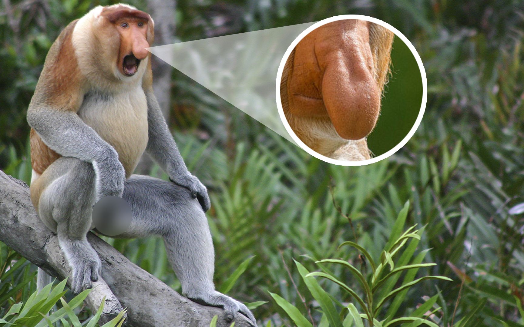 婆罗洲长鼻猴,长着大鼻子和啤酒肚,一天20小时"金枪不倒"