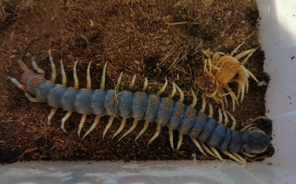 加拉帕戈斯蜈蚣蜕皮全过程