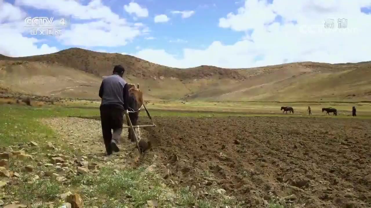 [图]在4600多米高的海拔上放羊是种什么样的体验？《路见西藏》第一集【CCTV纪录】