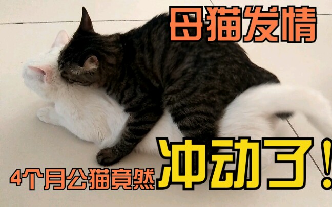 [图]4个月公猫疯了一样，对发情的母猫骑了又骑！