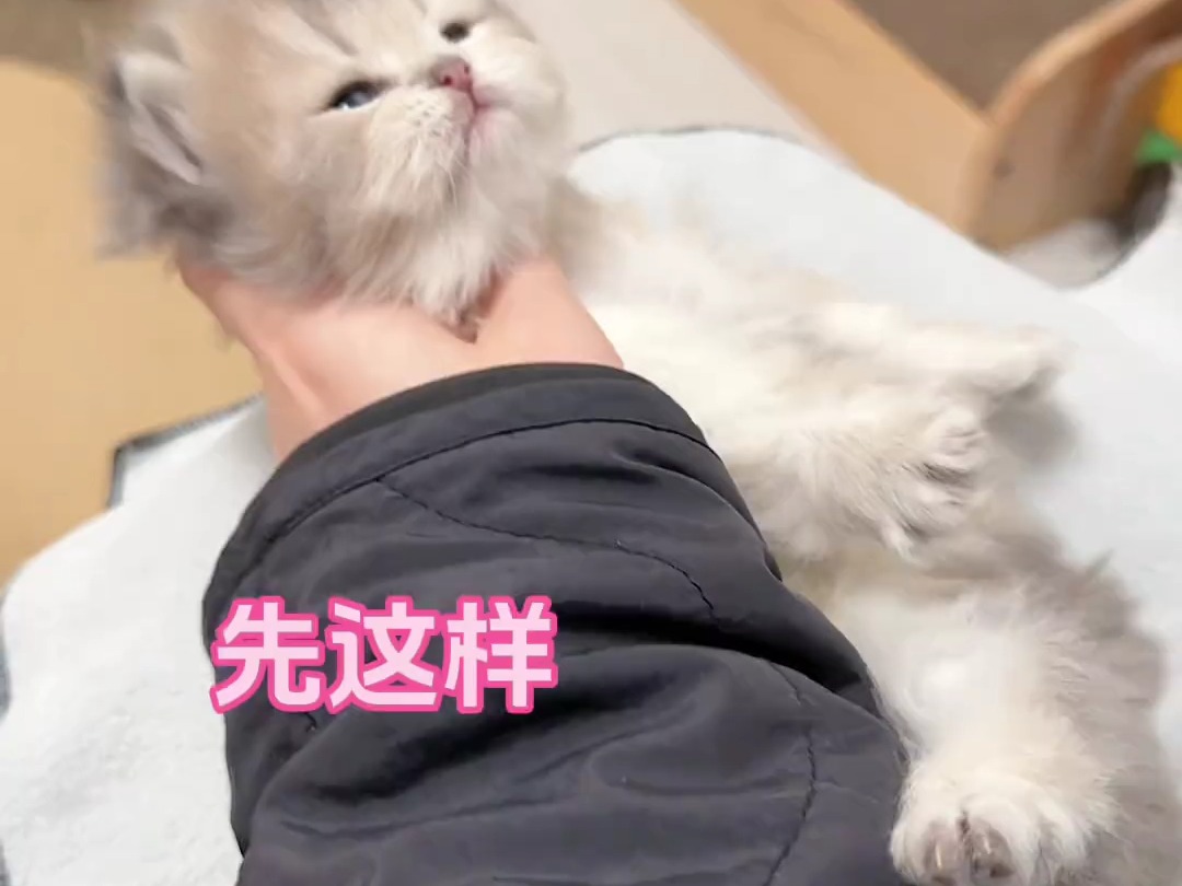 再给大家卷一个猫猫卷,真是太可爱了!哔哩哔哩bilibili