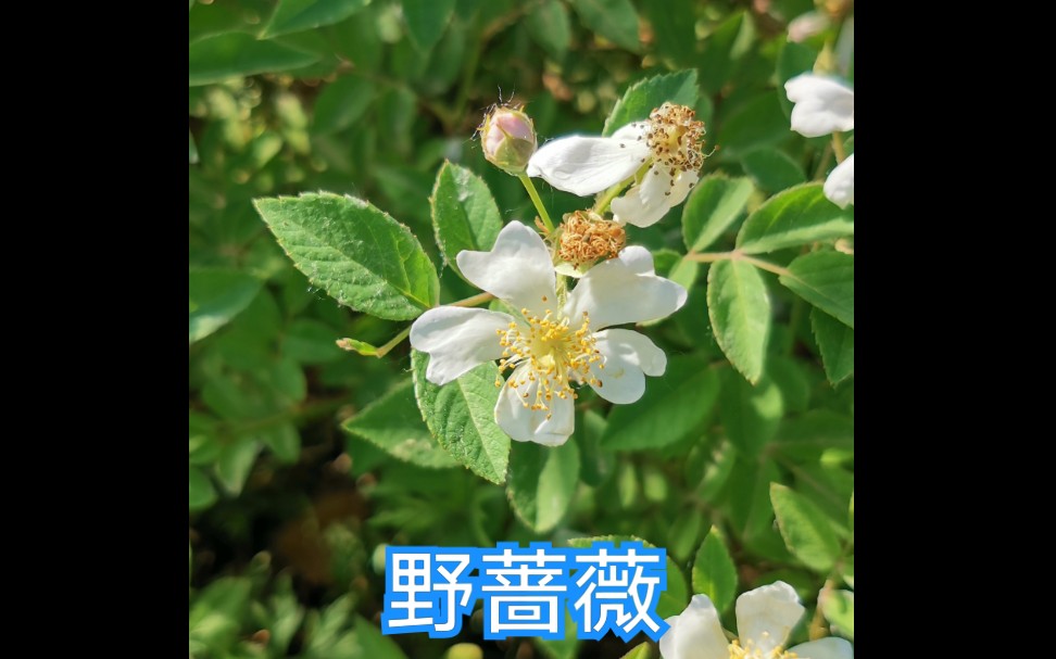 野蔷薇(白花 单瓣)哔哩哔哩bilibili