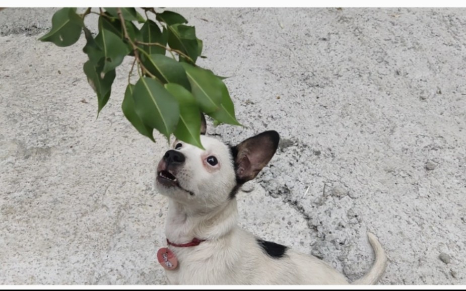 杰克罗素梗串串,串串狗黑豆,看我摇头幌脑,可可爱爱