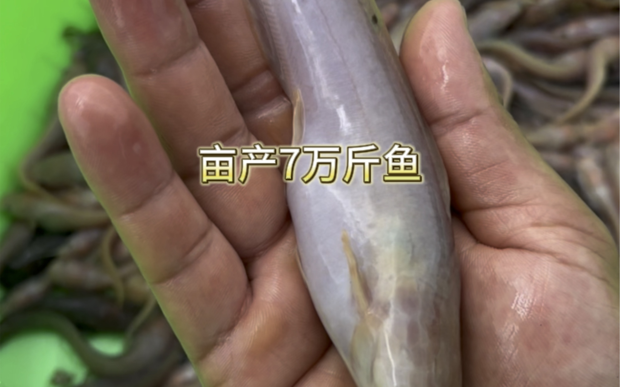 这条鱼比黄妃塘鲺好养千倍, #金沙长须魽 有水就能活,亩产可达7万斤.