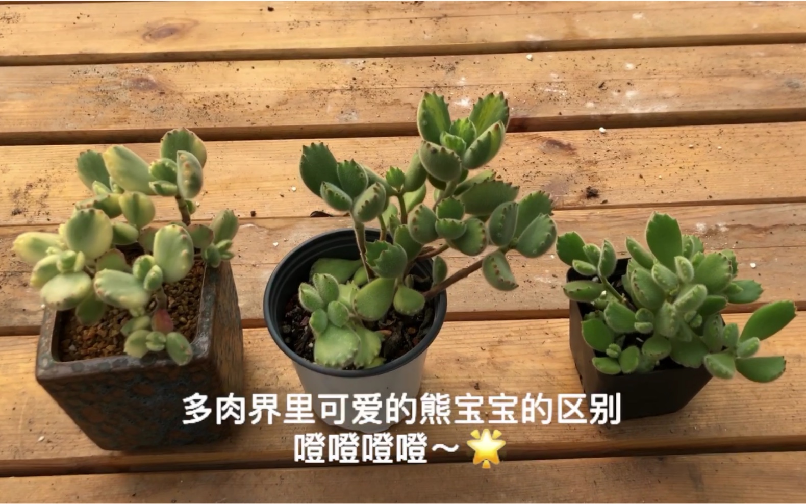 多肉植物之熊童子白熊黄熊的区别多肉界"熊宝宝"萌宠比拼哔哩哔哩bilibili