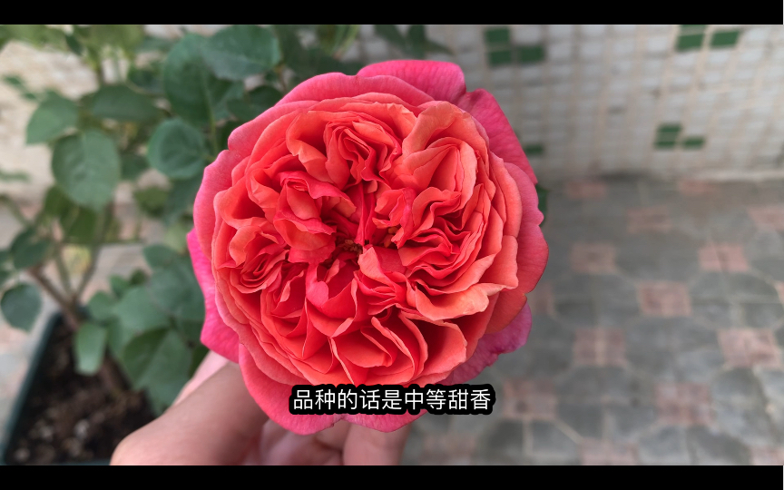 今日主题保罗克利月季