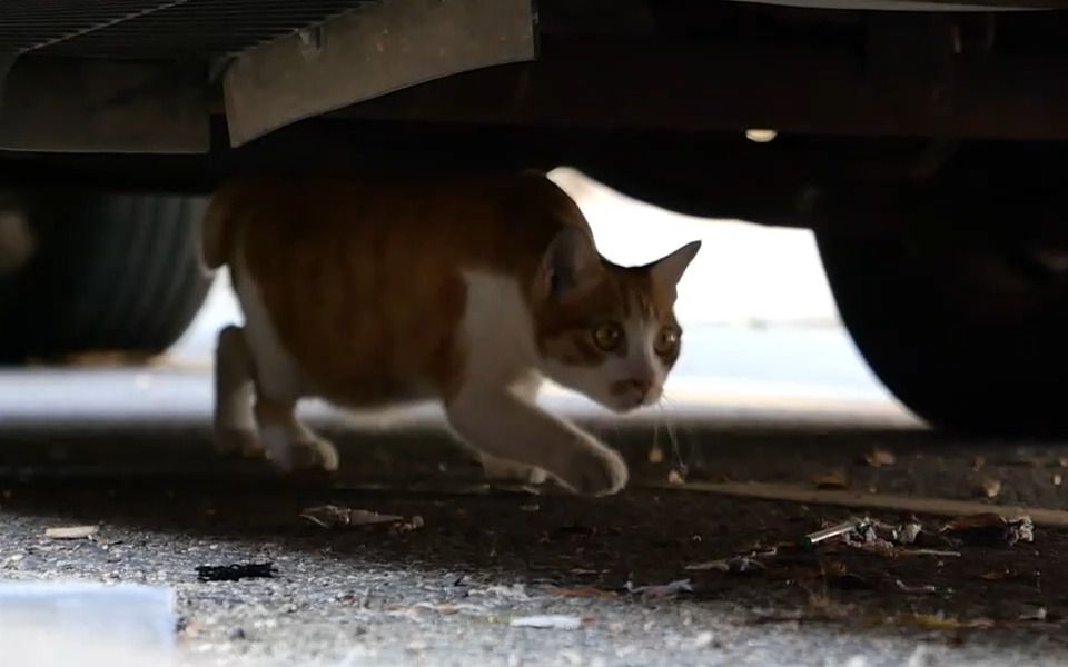 [图]“猫 猫 祟 祟”—小猫咪能有什么坏心思呢？