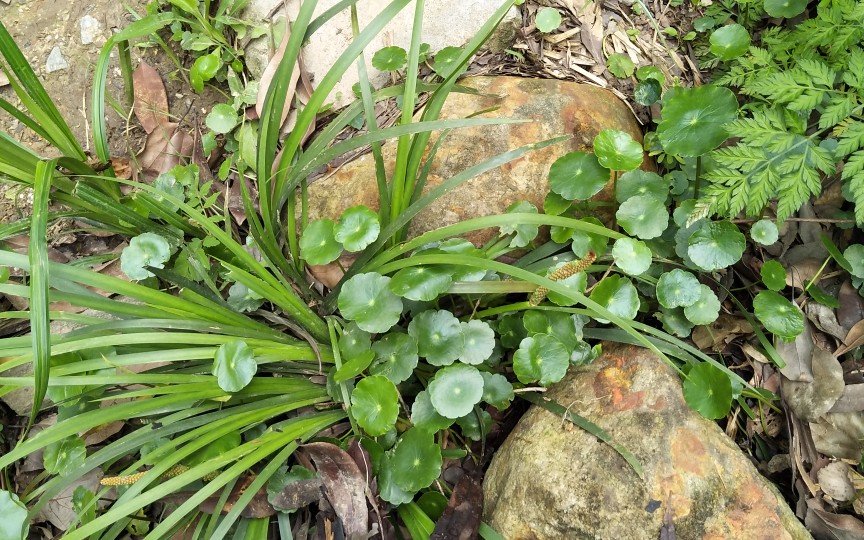 玛丽的花园 野生铜钱草