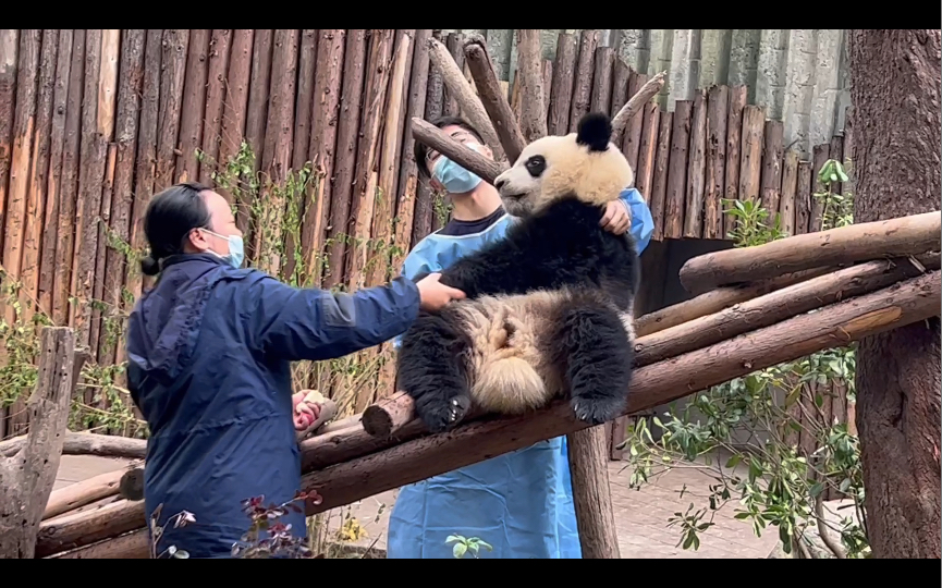 大熊猫雅颂的爸爸图片