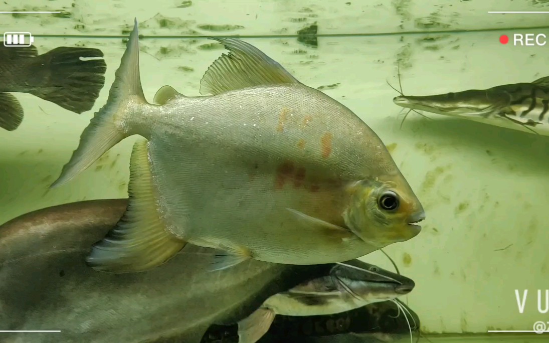 黄金虎牙银板♀(36-38cm)