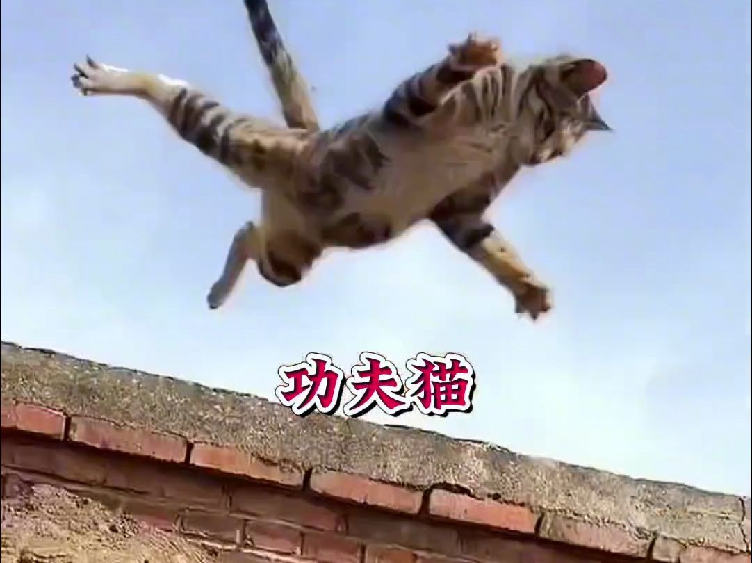 飞天猫,狸花猫真的不好惹!哔哩哔哩bilibili