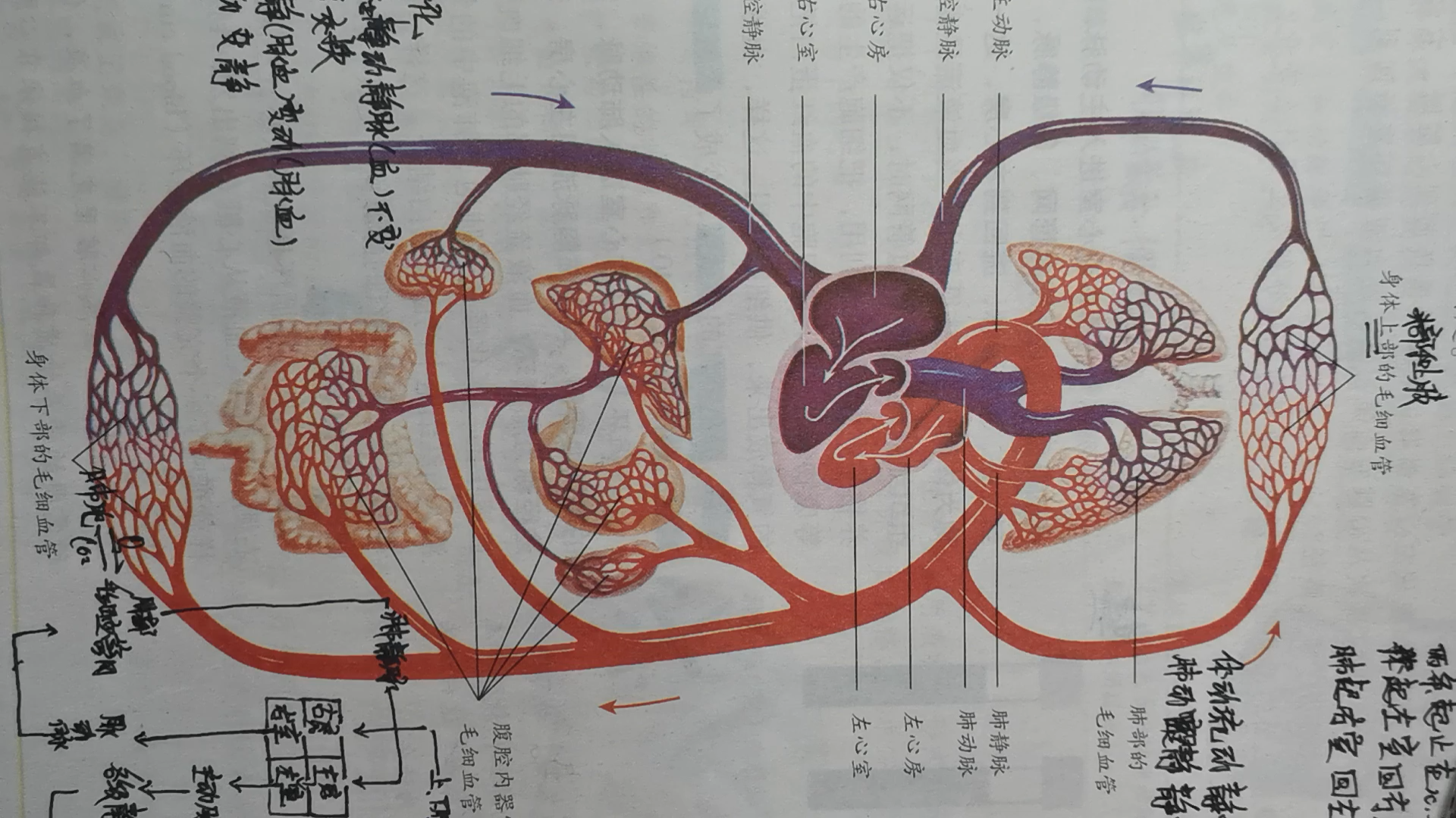 [图]血液循环 心脏 动脉血 静脉血区分方法——人教版初中生物七年级下册