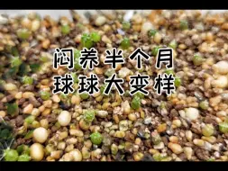 Download Video: 【第149期】仙人球露养转闷养半个月变化