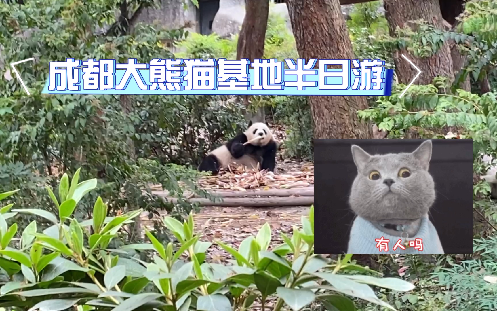 [图]成都大熊猫繁育研究基地半日游记（记得早点出发哦，不然大熊猫们都睡觉啦～）