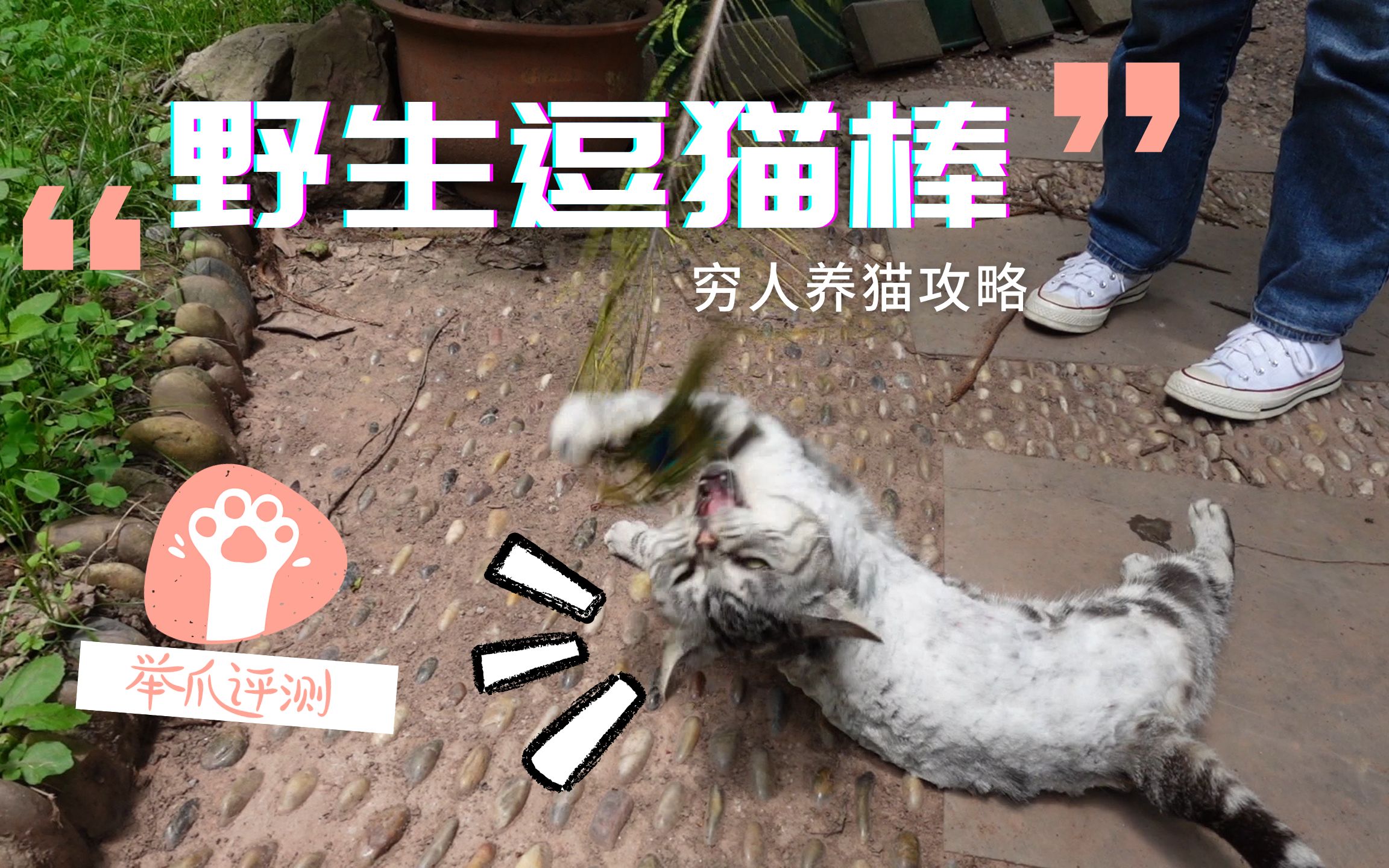 不花W 让猫咪玩疯掉的 纯天然自制逗猫棒制作教程哔哩哔哩bilibili