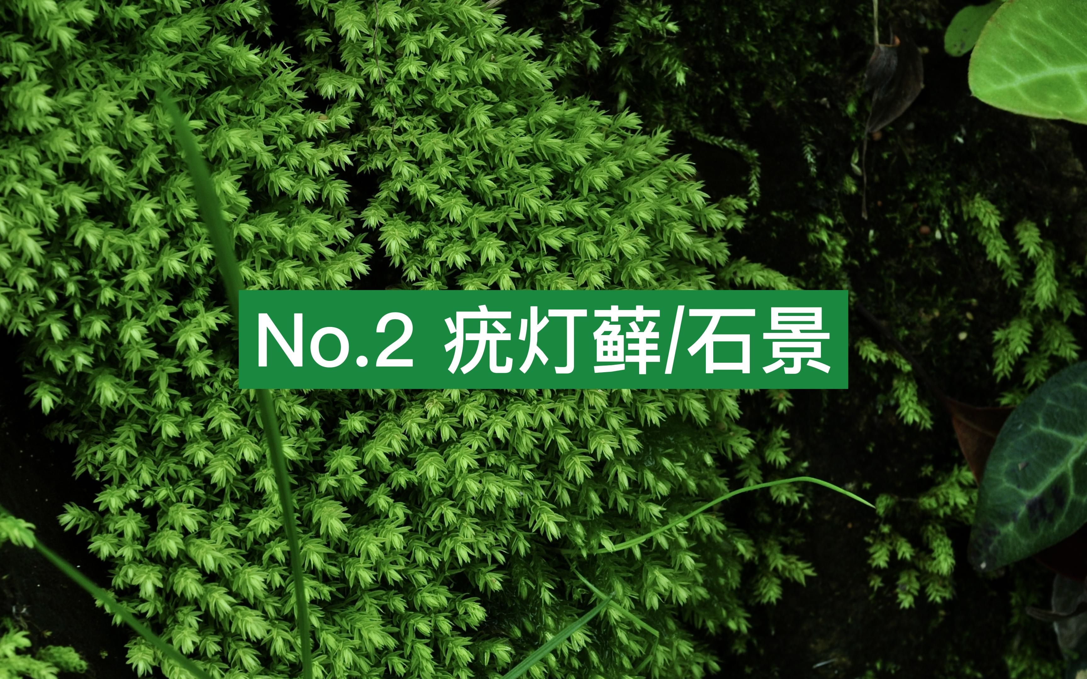 苔藓种类收集No.2【疣灯藓】+三块石头哔哩哔哩bilibili