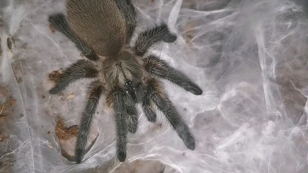 索科特拉蓝巴布(梦幻蓝巴布)日常投食