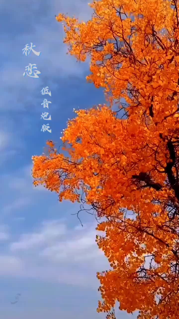 秋恋图片 伤感图片