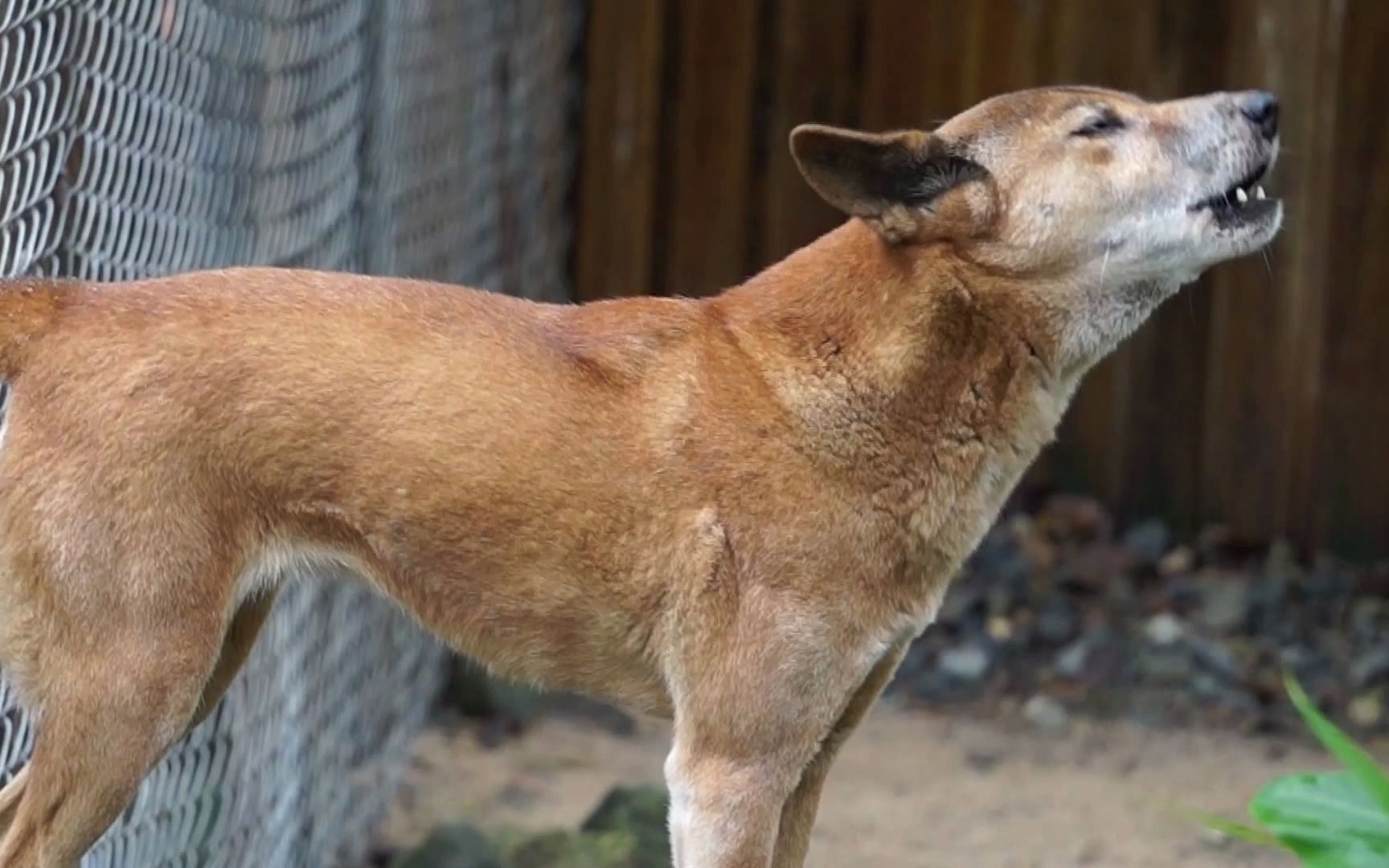 大黄在唱歌:澳洲野犬嚎叫