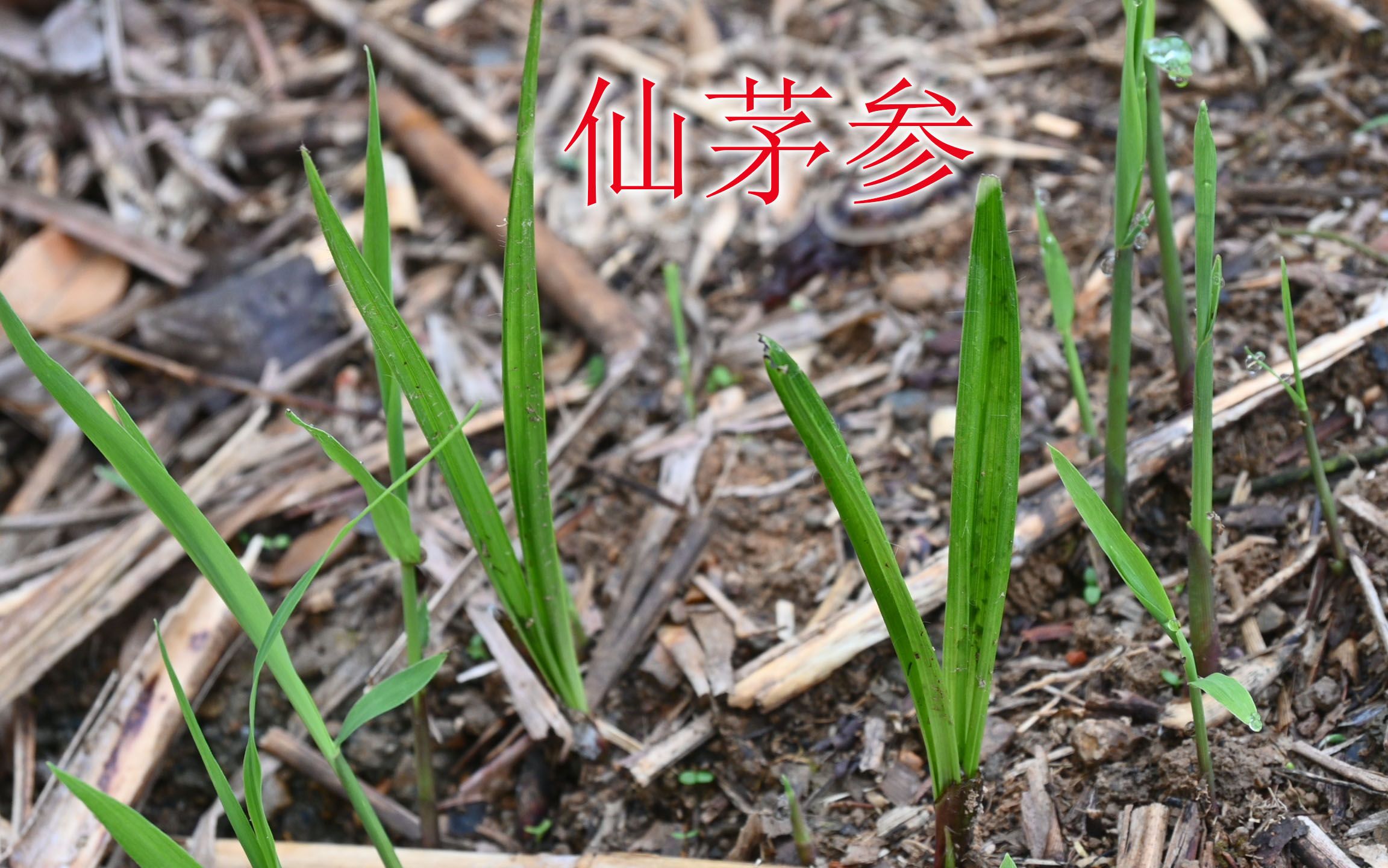 “仙茅参”与茅草相似,植物学名“独脚仙茅”,急用的人难找到它哔哩哔哩bilibili