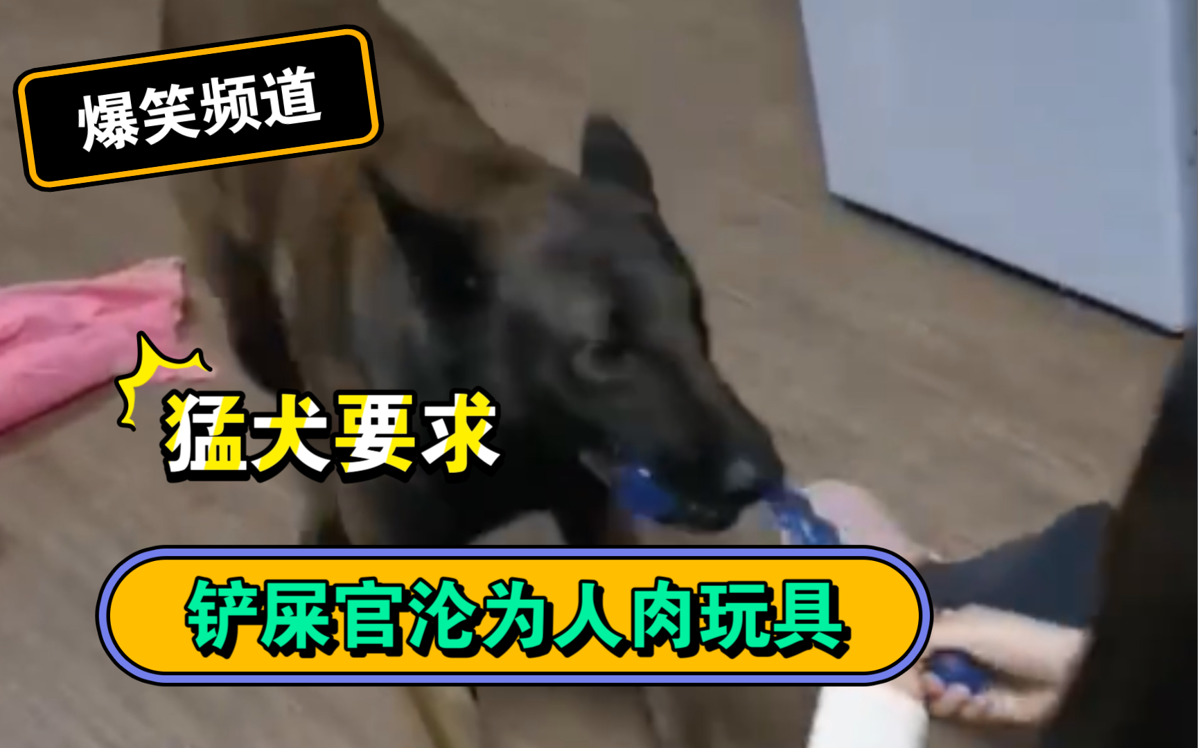 猛犬运动量不足怎么办?———铲屎官沦为人肉玩具哔哩哔哩bilibili