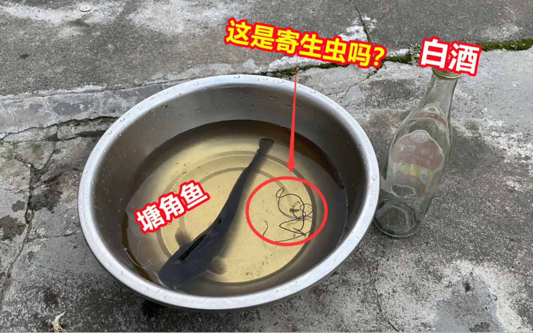 [图]把50度白酒浸泡塘角鱼10分钟，一条生物都泡出来了，是寄生虫吗？