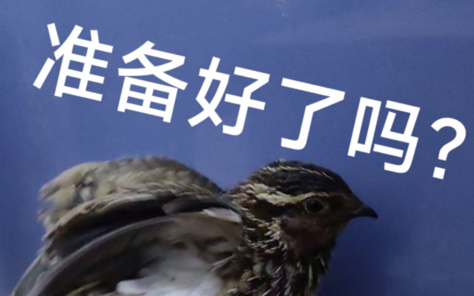 公鹌鹑打鸣叫声(黑色部分)