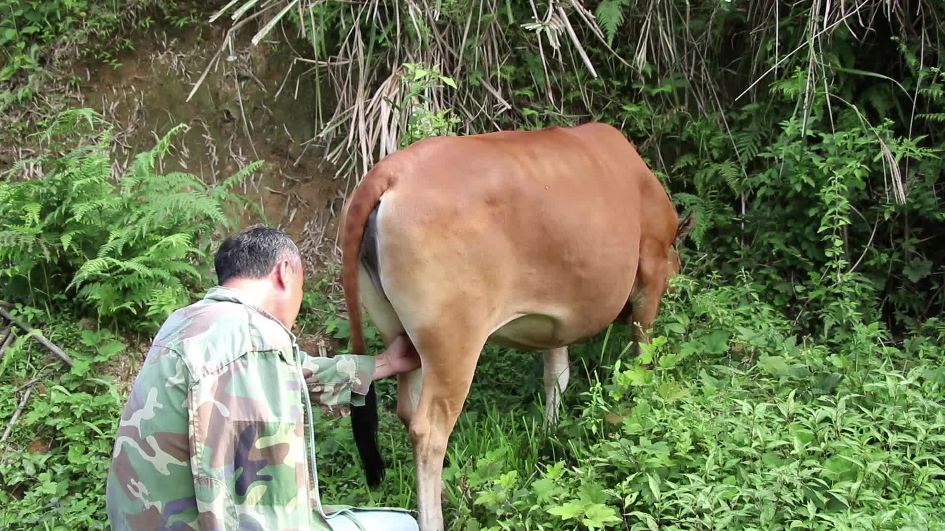 漂亮的老牛,老爸在给它捉虫子哔哩哔哩bilibili