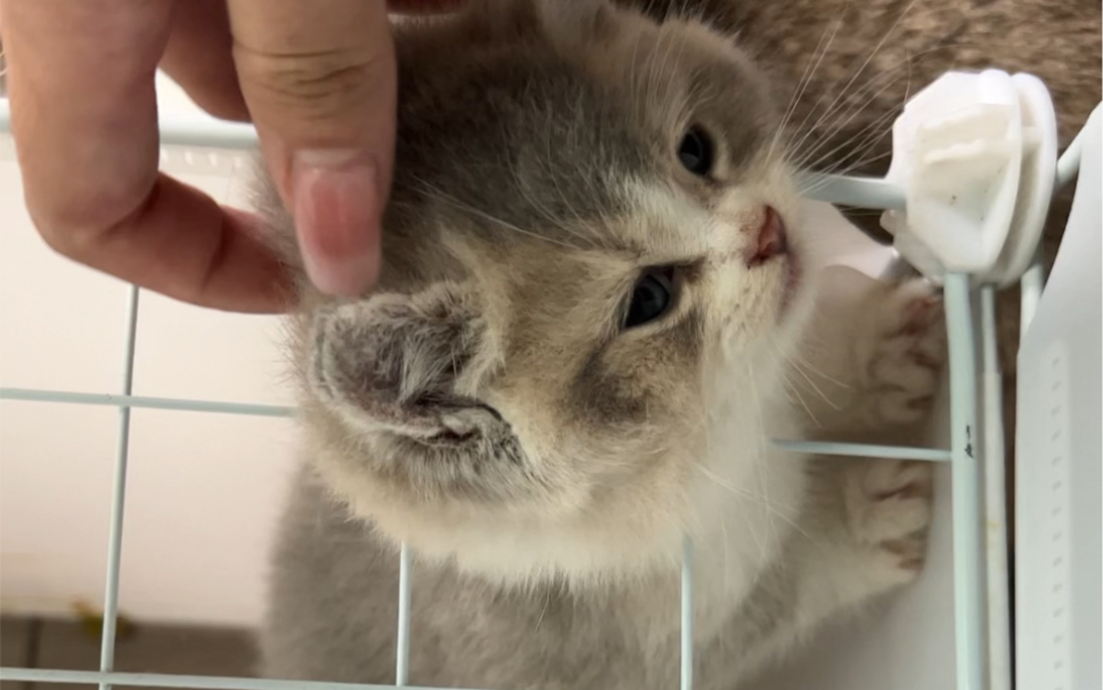 猫咪卡头了怎么办?