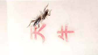 斗蟋蟀，世纪之战，超长对决，七分多钟难分伯仲
