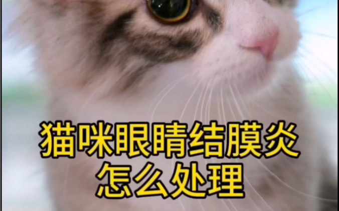 【南哥教你养猫】猫咪眼睛结膜炎怎么处理哔哩哔哩bilibili