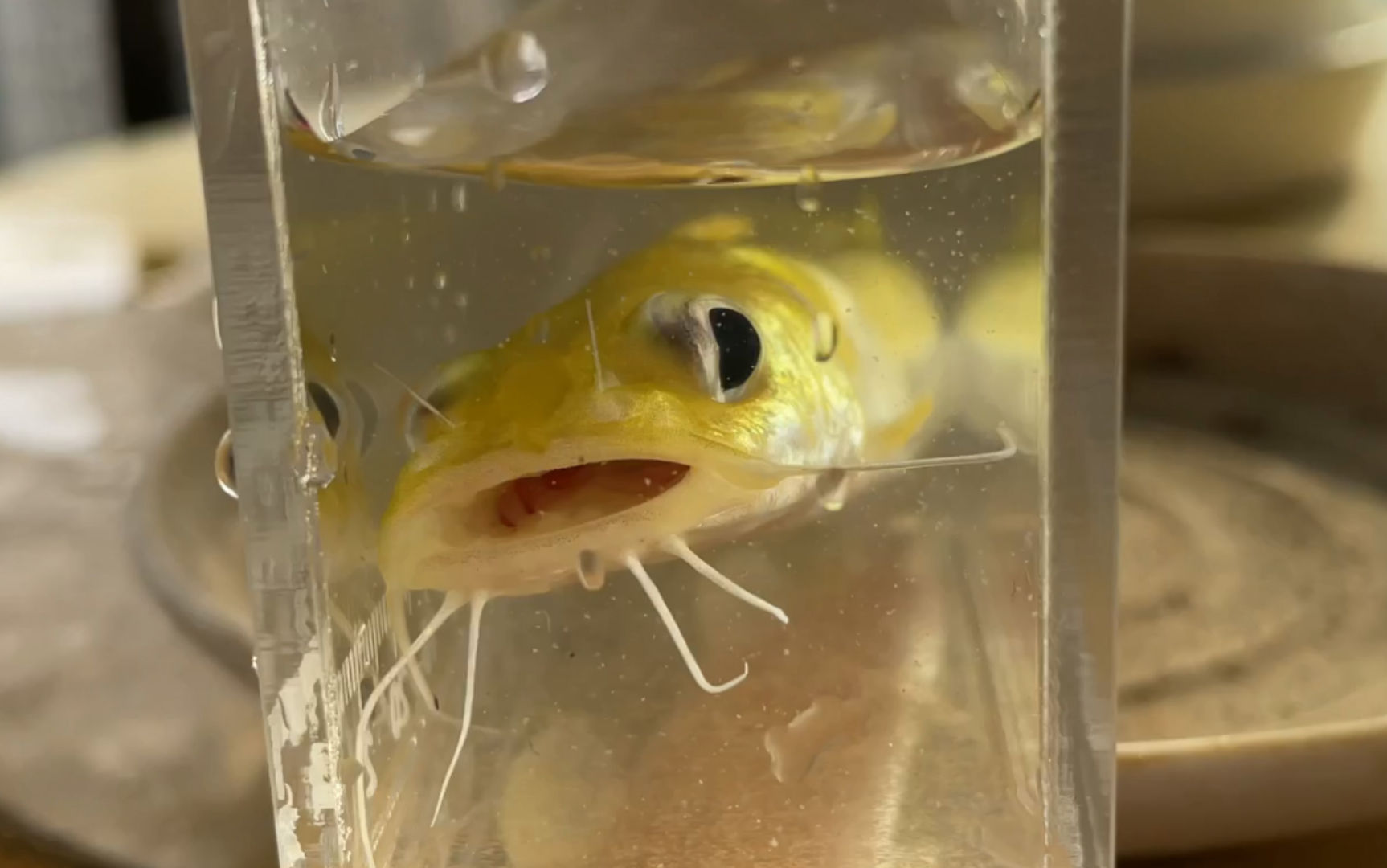 新鱼入缸第52期刚果金鱨黄金大眼猫过水入缸