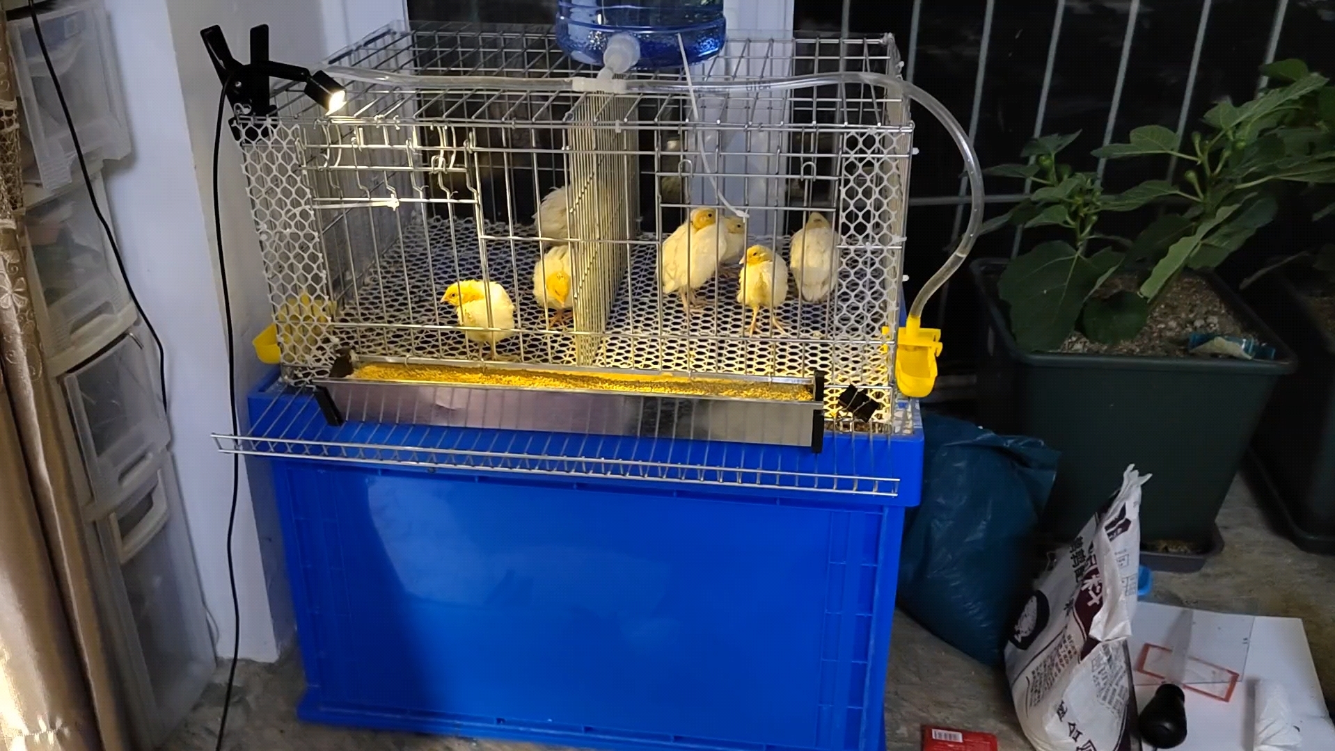 白沙维鹌鹑16天,脱温了