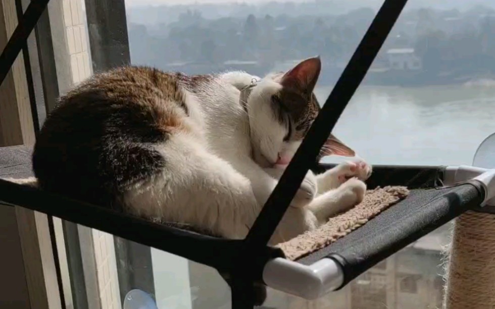 冬日里晒太阳的小懒猫