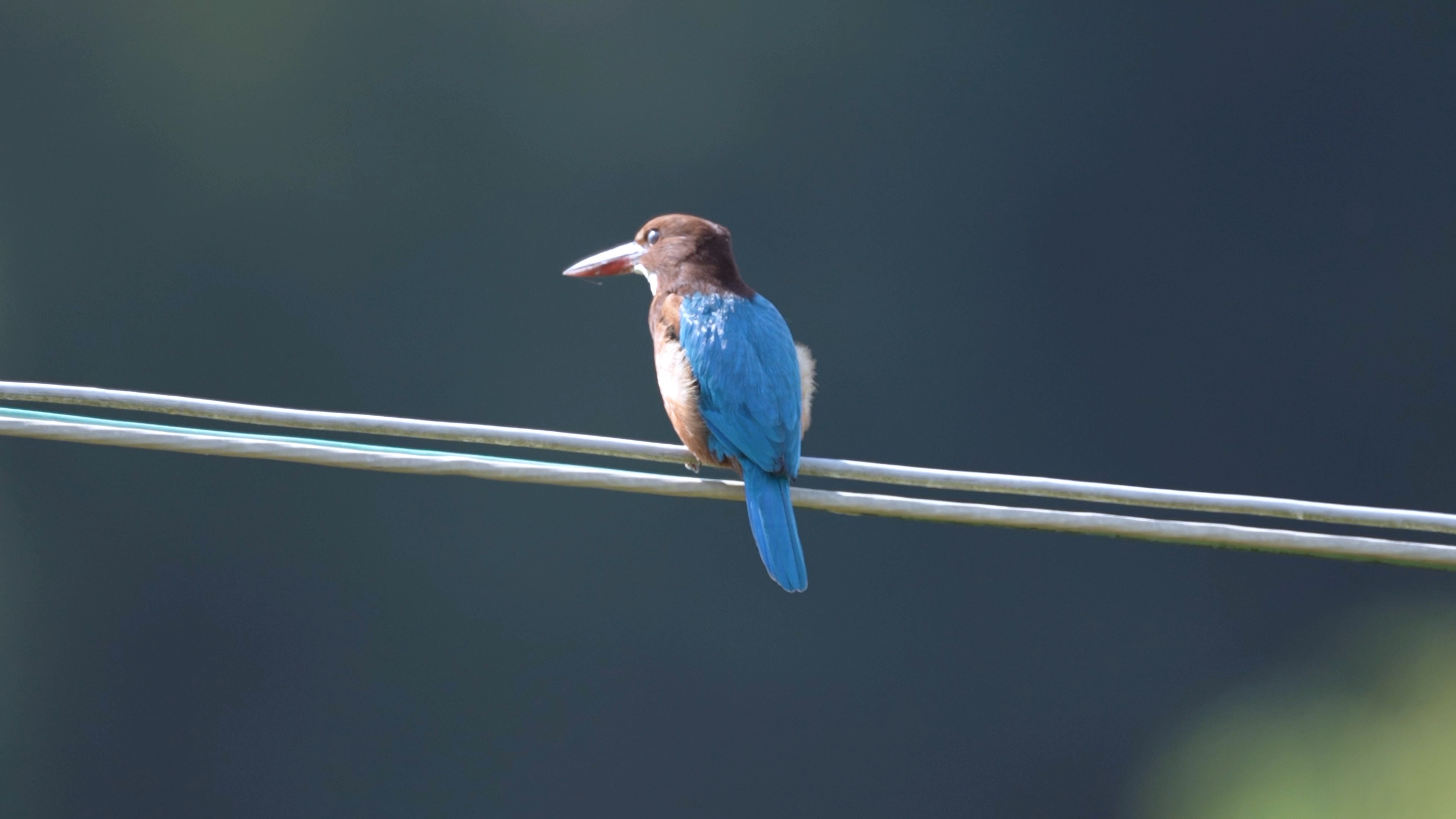 白胸翡翠(二级保护动物)阳光下伸伸懒腰,张张翅膀.