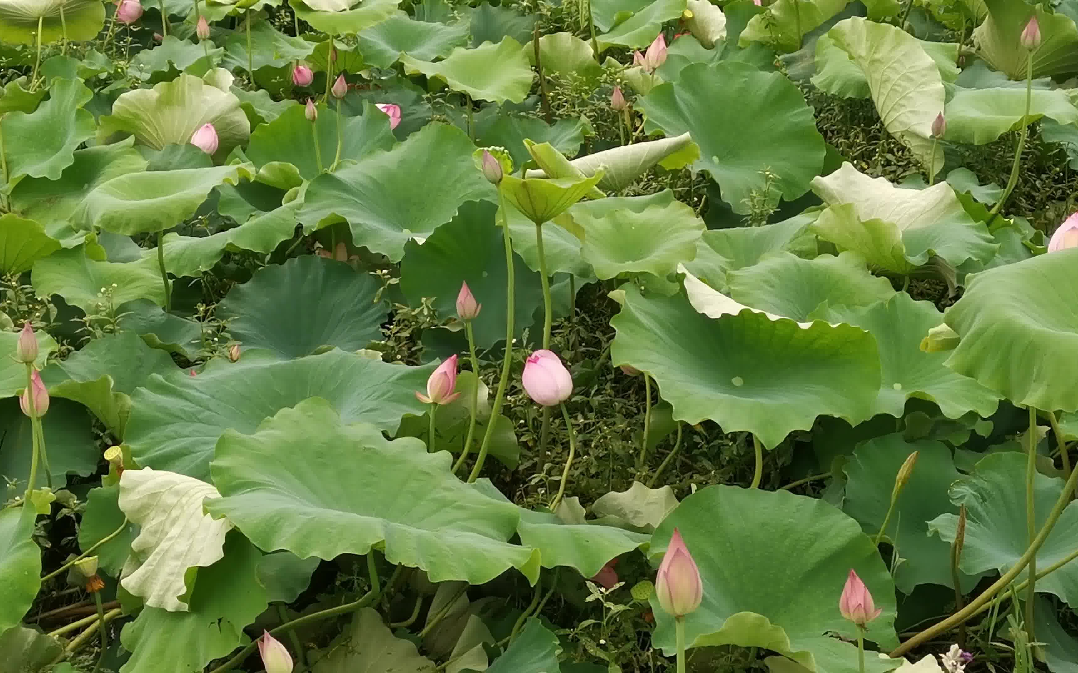 [图]孝感槐荫公园～荷花