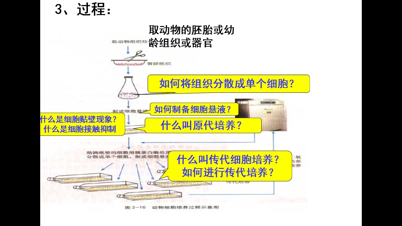 动物细胞融合11哔哩哔哩bilibili