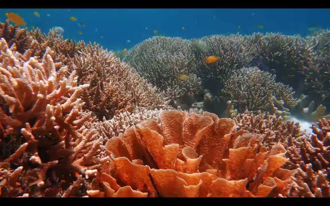 e709 海藻水草海龟海豚鲨鱼鲸鱼海底鱼群海洋主题海底世界蓝色海洋