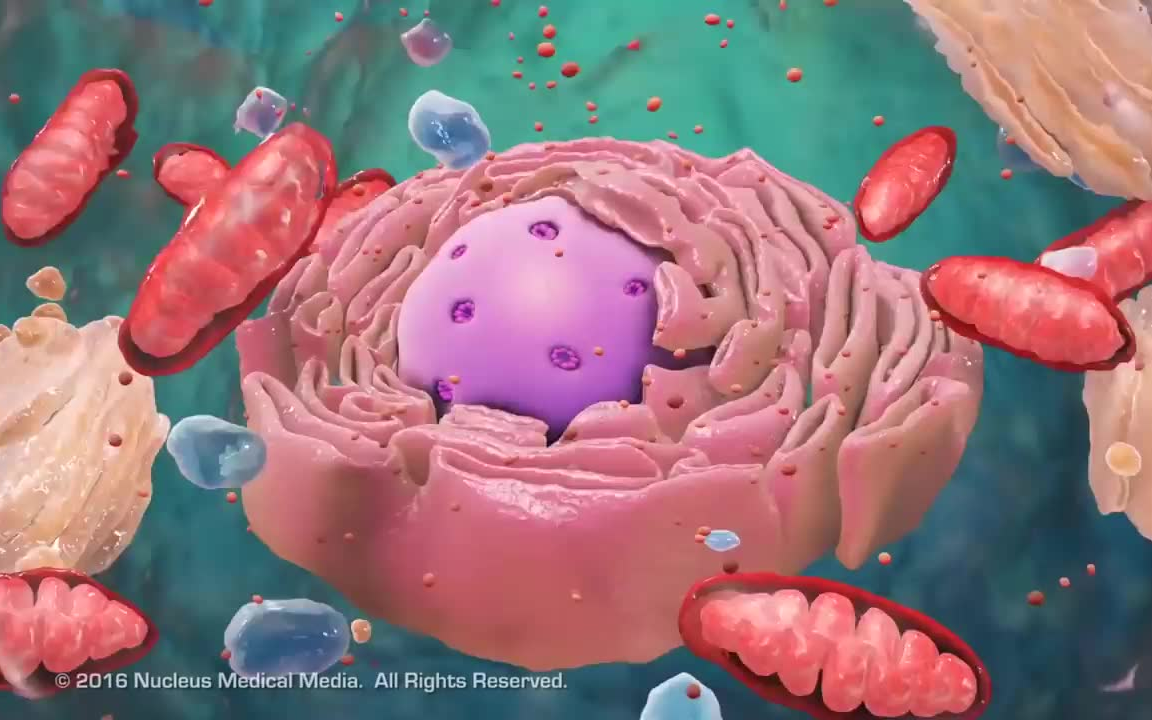 [图]【Nucleus Biology】最好的生物学动画