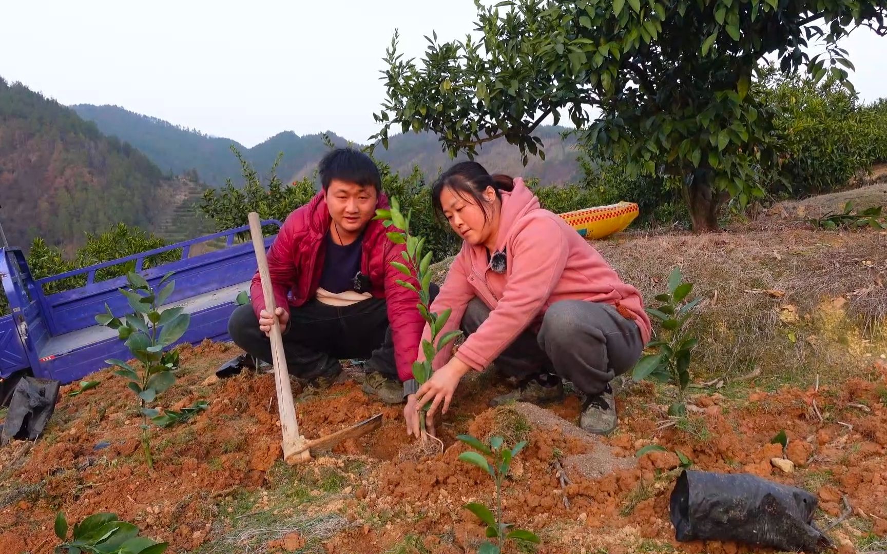 [图]去年干旱桔树损失严重，果园干死了的全部种上，春季植树成活率高