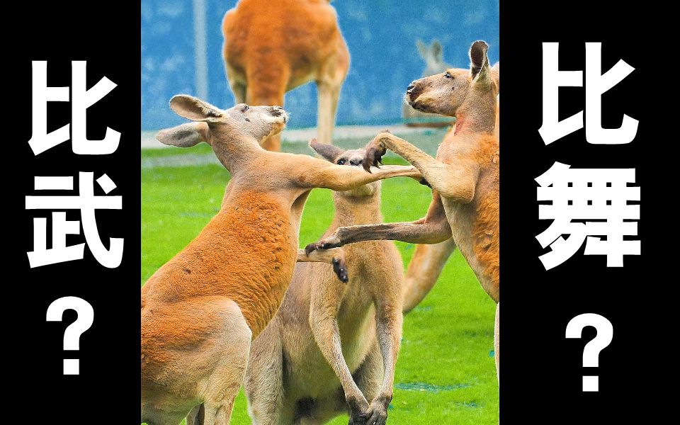 袋鼠宝宝斗武/舞的日常