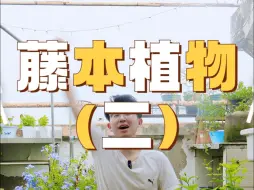 Download Video: 藤本植物大推荐（二）！